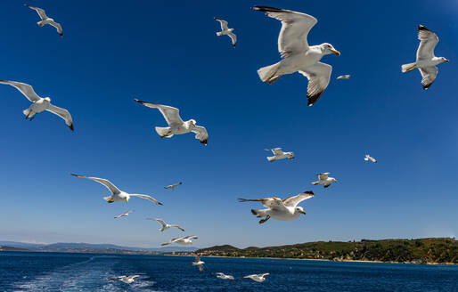 Möwen (Laridae) fliegen hinter einem Touristenboot, Berg Athos, Zentralmazedonien, Griechenland, Europa - RHPLF17687
