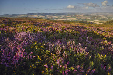 Blühendes Heidekraut auf dem Moorland von Beacon Hill, im Quantock Hills Area of Outstanding Natural Beauty, Somerset, England, Vereinigtes Königreich, Europa - RHPLF17695