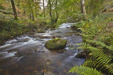 Horner Wood and Horner Water, at Pool Bridge, near Porlock, in Exmoor National Park, Somerset, England, United Kingdom, Europe - RHPLF17697