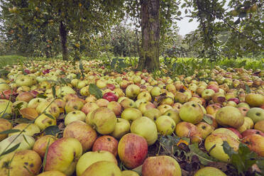 Fallen cider apples ready for harvest in September, Somerset, England, United Kingdom, Europe - RHPLF17700