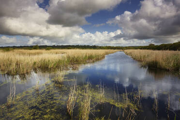 Marshes and reeds at Westhay Moor Nature Reserve, part of the Avalon Marshes, in the Somerset Levels, near Glastonbury, Somerset, England, United Kingdom, Europe - RHPLF17702