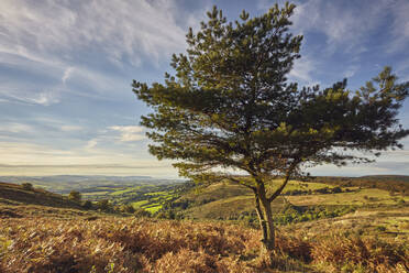 Eine einsame Kiefer auf einem Hügel namens Wills Neck, 384m, höchster Punkt der Quantock Hills, in Somerset, England, Vereinigtes Königreich, Europa - RHPLF17703