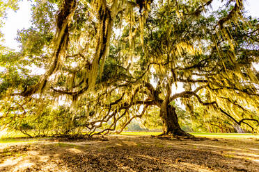 Der Baum des Lebens im Audubon Park, New Orleans, Louisiana, Vereinigte Staaten von Amerika, Nordamerika - RHPLF17709