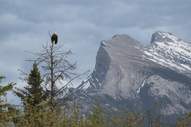 Weißkopfseeadler mit Mount Rundle im Hintergrund, Banff National Park, UNESCO-Weltkulturerbe, Alberta, Kanadische Rockies, Kanada, Nordamerika - RHPLF17750