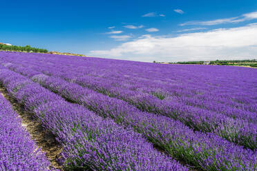 Lavender field with magenta landscape against blue sky with clouds, Greece, Europe - RHPLF17752