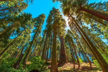 Sequoiadendron giganteum Baumart, Sequoia National Park in der Sierra Nevada in Kalifornien, Vereinigte Staaten von Amerika, Nordamerika - RHPLF17764