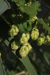 Hops growing outdoors - JTF01650