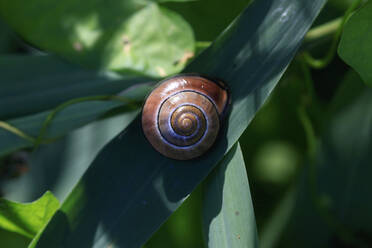 Spirale aus braunem Schneckenhaus - JTF01651