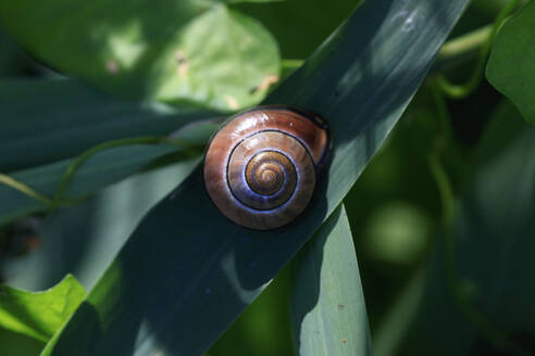 Spirale aus braunem Schneckenhaus - JTF01651