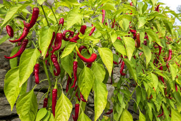 Rote Chilischoten im Biogarten angebaut - NDF01149