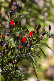 Schwarze Chilischoten im Biogarten angebaut - NDF01150