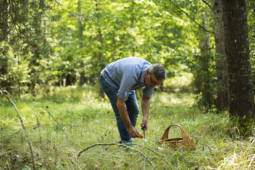 Älterer Mann sammelt Pilze im Wald - MAEF13028