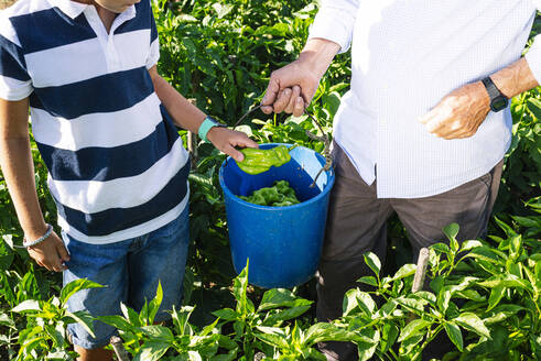Grandfather with grandson picking peppers in vegetable garden - JCMF01492