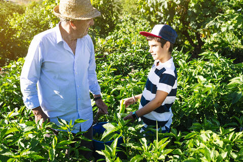 Boy with grandfather picking peppers in vegetable garden stock photo