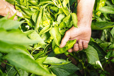 Hände eines älteren Mannes beim Pflücken von Paprika aus Pflanzen im Gemüsegarten - JCMF01494