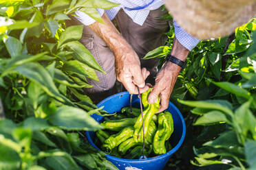 Älterer Mann sammelt Paprika in einem Eimer, während er im Gemüsegarten steht - JCMF01495