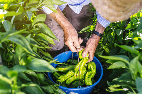 Senior man collecting peppers in bucket while standing at vegetable garden - JCMF01495