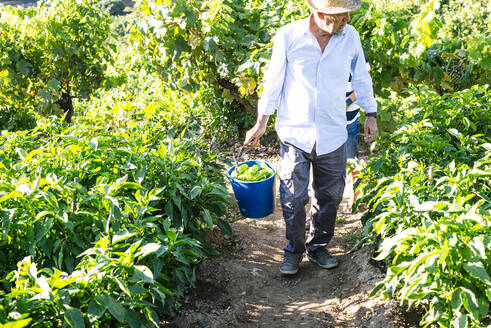 Senior man carrying peppers in bucket at vegetable garden - JCMF01496