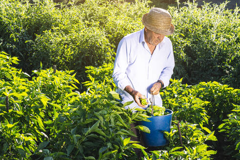 Senior man wearing hat picking peppers while standing in vegetable garden - JCMF01497