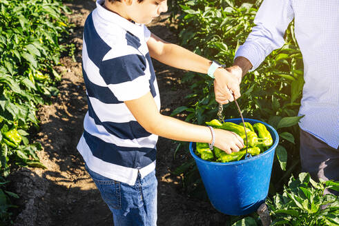 Boy collecting peppers in bucket held by grandfather at vegetable garden - JCMF01499