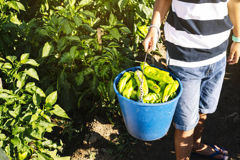 Boy holding bucket with peppers while standing in vegetable garden - JCMF01500