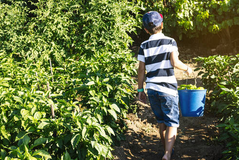 Boy carrying bucket with peppers while walking amidst plants in vegetable garden - JCMF01501