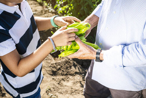 Close-up of grandfather and grandson holding peppers while standing in vegetable garden - JCMF01502