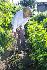 Senior man wearing hat shoveling in vegetable garden - JCMF01504