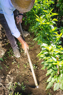 Senior man wearing hat shoveling in community garden - JCMF01505