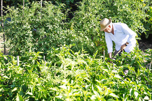 Senior man wearing hat working amidst plants in vegetable garden - JCMF01506