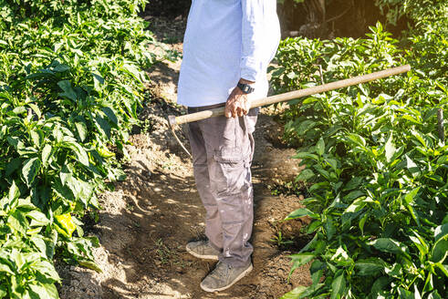 Senior man holding shovel while standing on land amidst plants in vegetable garden - JCMF01507