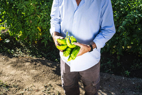 Senior man holding peppers while standing against plants in vegetable garden - JCMF01509