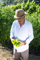 Älterer Mann mit Hut und Paprika in der Hand im Gemüsegarten stehend - JCMF01510