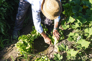 Senior man wearing hat picking leaf vegetables in garden - JCMF01511