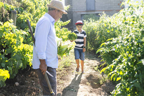 Grandfather and grandson picking vegetables in community garden - JCMF01512