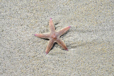 Seestern im Strandsand liegend - ELF02204