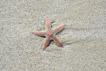 Starfish lying in beach sand - ELF02204