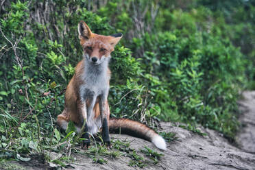 Rotfuchs sitzend im Wald - KNTF05462