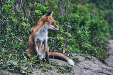 Fuchs sitzend im Wald - KNTF05463