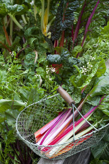 Korb mit Mangold aus dem Gemüsegarten - GISF00648