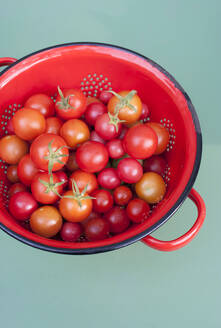 Sieb mit frischen Tomaten aus eigenem Anbau - GISF00651