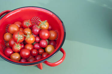 Sieb mit frischen Tomaten aus eigenem Anbau - GISF00652