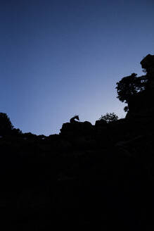 Silhouette of goat standing on mountain against clear sky at Imbros Gorge, Crete, Greece - MAMF01301