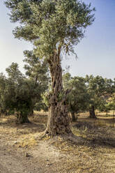 Old olive tree at Gortyn, Crete, Greece - MAMF01314