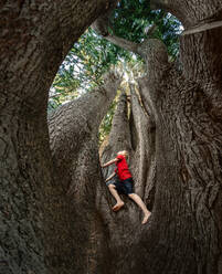 Blick von unten auf ein abenteuerlustiges Kind, das auf einen großen Baum in Neuseeland klettert - CAVF89529