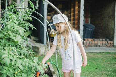 Junges Mädchen gießt Tomatenpflanzen im Hinterhof - CAVF89652