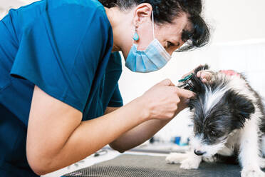 Side view of adult woman in medical mask examining ear of furry puppy while working in modern vet clinic - ADSF15739