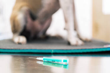 Clean syringe placed on metal table near dog during appointment in veterinary clinic - ADSF15745