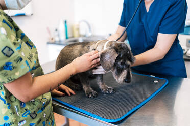 Unbekannter Arzt und Assistentin untersuchen einen älteren Hund auf dem Tisch während eines Termins in einer modernen Tierklinik - ADSF15750