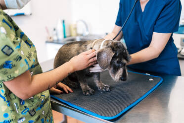 Unrecognizable doctor and assistant examining senior dog on table during appointment in modern veterinary clinic - ADSF15750